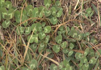 Get rid of winter weeds in your lawn 